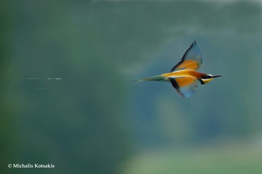 ornithologiki