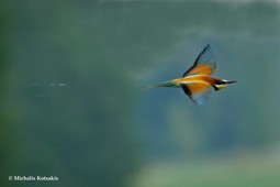 ornithologiki 9