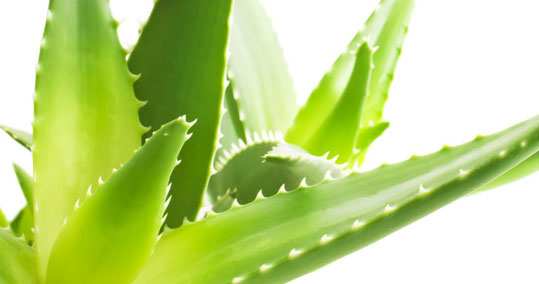 21-aloe