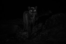 13-leopa-9