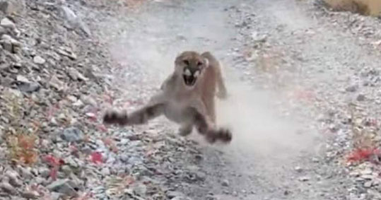 19-puma