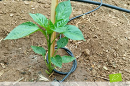 04-biologikes-agores-9