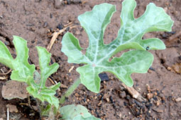 01-enosi-biologikon-9