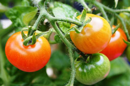 28-ntomata-biologiki-9