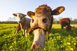 21-biologiko-kreas-gallia-9