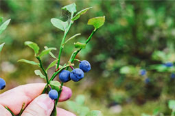 29-biologiko-dasos-9