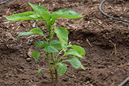 23-biologiki-georgia-9