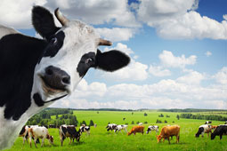 23-biologiki-ktinotrofia-9