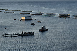 31-ixthiokalliergeia-9