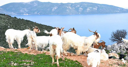 09-biologika-pliromes