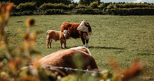 11-foodchain-id---sb-cert