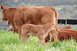 21-biologika-mosxaria-9