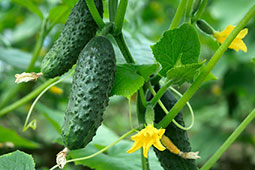 18-biologika-elleipseis-9