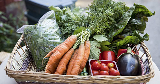 13-biologika
