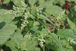 chenopodium_9