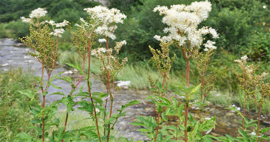 01-filipendula-2