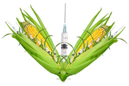 14-gmo-9