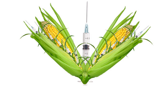 14-gmo