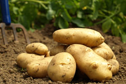 07-patates-9