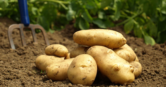 07-patates