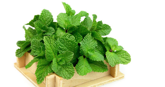28-menta