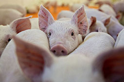 03-pig-9