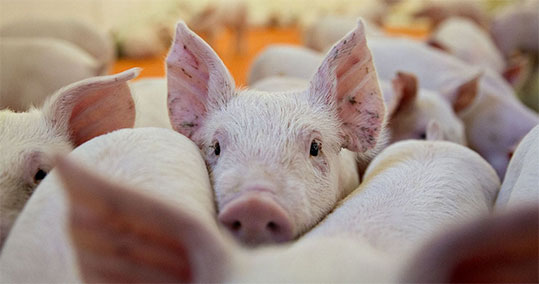 03-pig