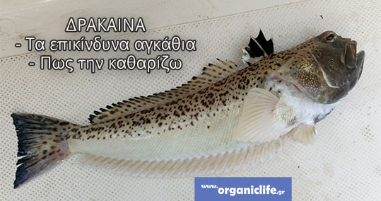 21-drakaina-banner