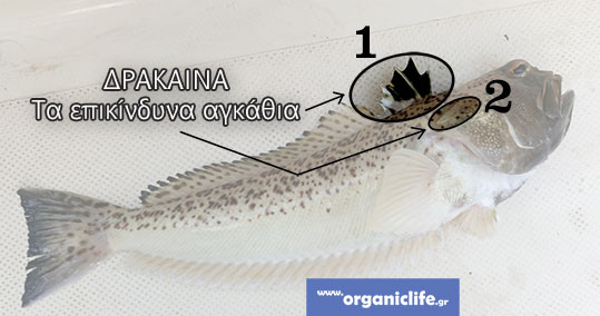 21-drakaina