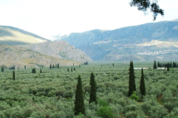 22-elaionas-9