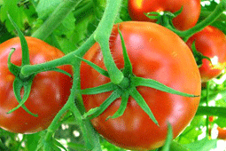 30-ntomates-9