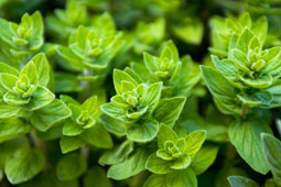 27-osteoarthritida-9