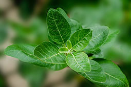 03-asbaganda-9
