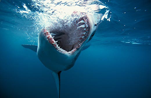 shark_19