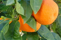 nerantzi