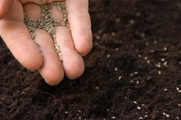 seed