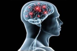 brain