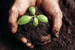 compost