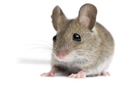 mouse