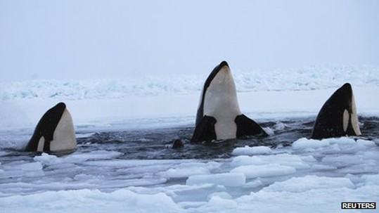 whales