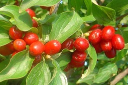 krania_9