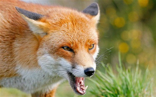 fox