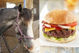 horse_meat_9