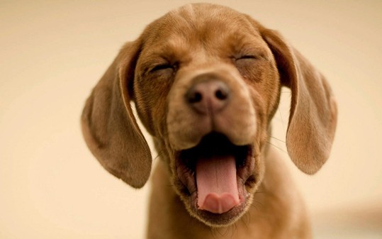 dog