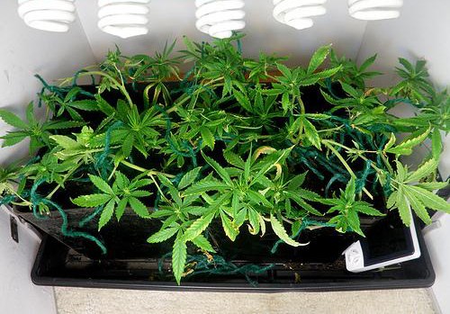 cannabi