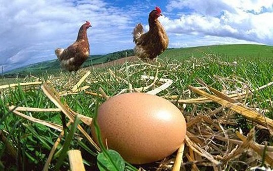 eggs