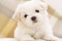 dog 9