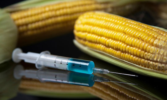 gmo