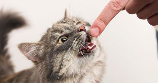 07-gata