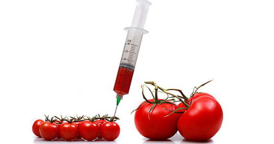 29-gmo